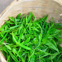 竹叶青茶叶饮品