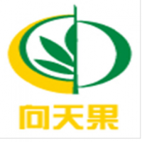 向天果饮品