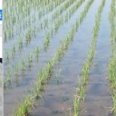 五常市战家水稻种植专业合作社