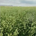 甘肃花芊谷农业科技有限责任公司