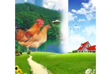 自生源禽业有限公司