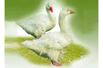 广安市康泰龙禽蛋深加工有限公司