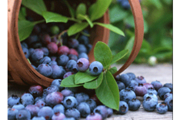 大兴安岭澳峰野生蓝莓饮品有限公司