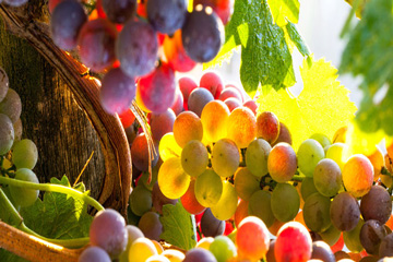 上海邑播国际贸易有限公司