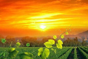 宁夏贺兰山东麓庄园酒业有限公司