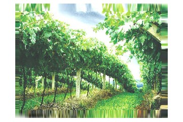 山东烟台酿酒有限公司醴泉酒业分公司