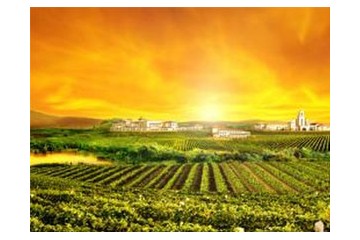 福建伟爵酒业有限公司